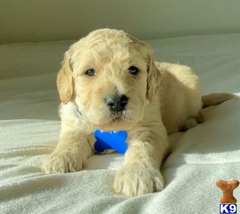 Goldendoodlepup Picture 2